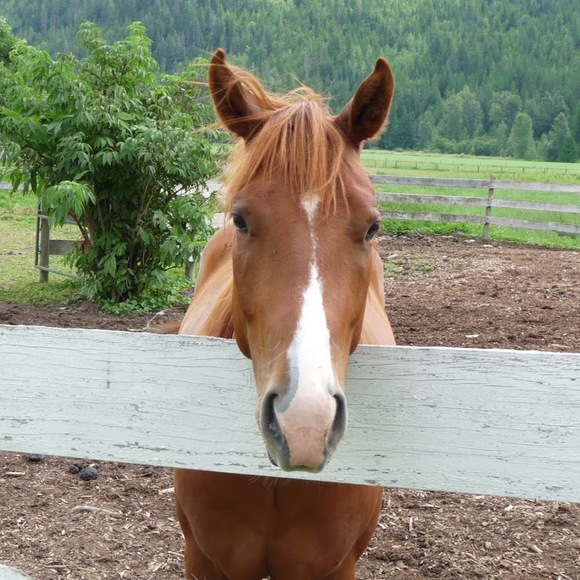 Meet your Posher, Olivia - Picture 1 of 1